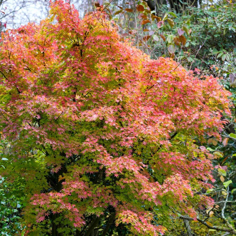 Acer palmatum Orange Dream - Japanese Maple - Grafted Plant in 9 cm Pot