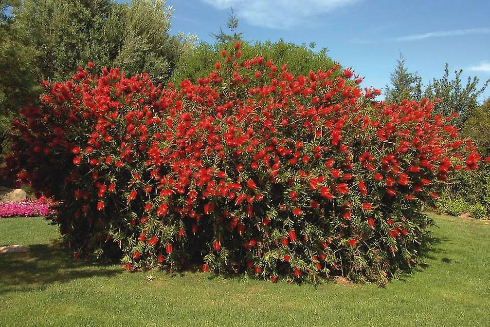 Callistemon citrinus Splendens - Crimson Bottlebrush - Plant in 2 L Pot