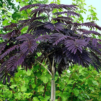 Albizia julibrissin var. Summer Chocolate - Purple Silk Tree - Plant in 9cm Pot