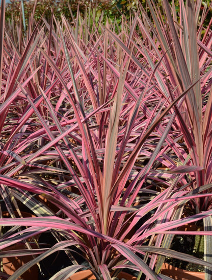 3 x Cordyline aust. Southern Splendour - Pink Cabbage Palm - Plant in 2 L Pot