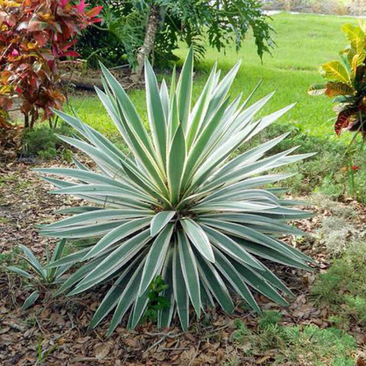 Yucca gloriosa Variegata - Spanish Dagger - Plant in 5 L Pot