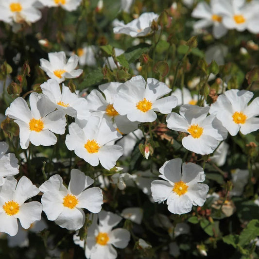 Cistus x hybridus (Corbariensis) - Hybrid Rock Rose - Plant on 2 L Pot