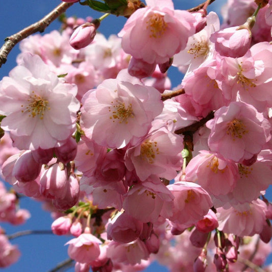 Prunus Accolade - Flowering Cherry - Plant in 2 L Pot