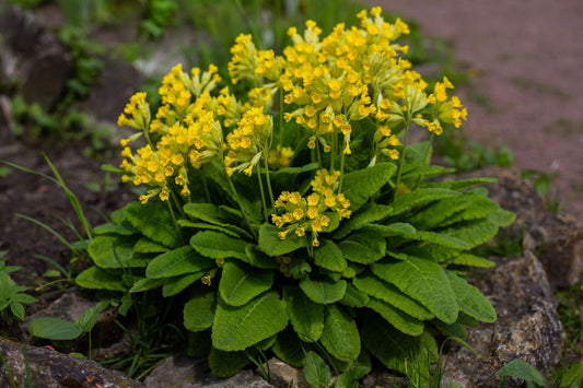 Primula veris - Cowslip - 10 Plants in 10.5 cm Pot