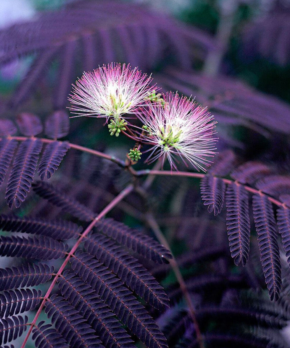 Albizia julibrissin var. Summer Chocolate - Purple Silk Tree - Plant in 9cm Pot