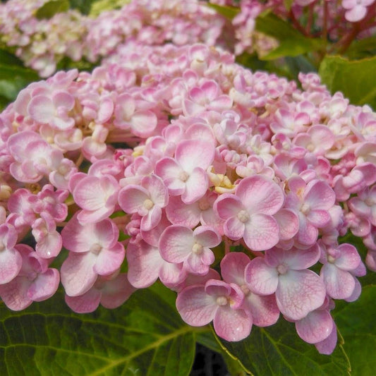 Hydrangea macrophylla Ayesha - Hydrangea - Plant in 10.5 cm Pot