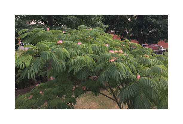Albizia julibrissin Rosea - Silk Tree - Plant in 2 L Pot