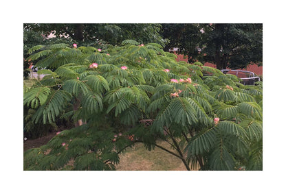 Albizia julibrissin Rosea - Silk Tree - Plant in 2 L Pot