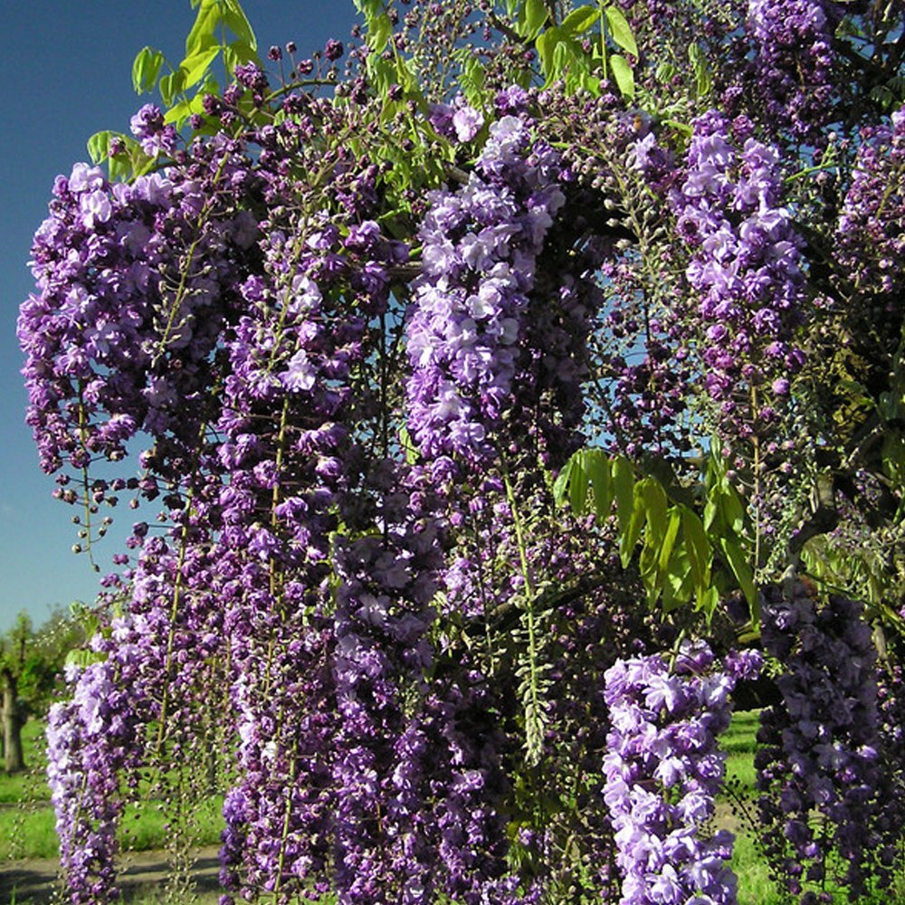 Wisteria floribunda Black Dragon - Japanese Wisteria - Grafted Plant in 9cm Pot