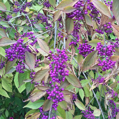 Callicarpa bodinieri giraldii Profusion - Beauty Berry - Plant in 2 L Pot