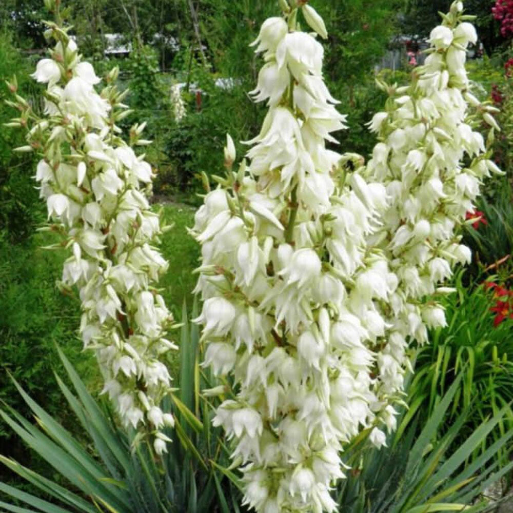 Yucca filamentosa - Adam's Needle - Plant in 1 L Pot