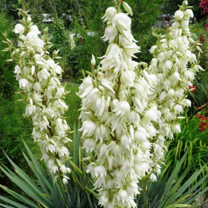 Yucca filamentosa - Adam's Needle - Plant in 1 L Pot