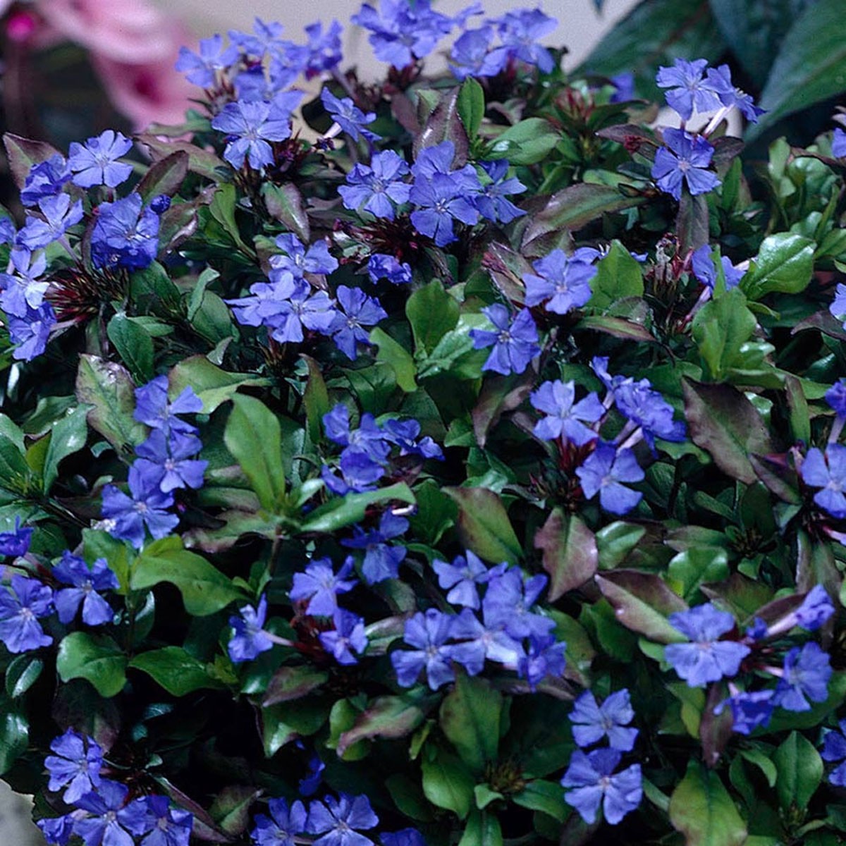 Ceratostigma plumbaginoides - Hardy Plumbago - Plant in 2 L Pot