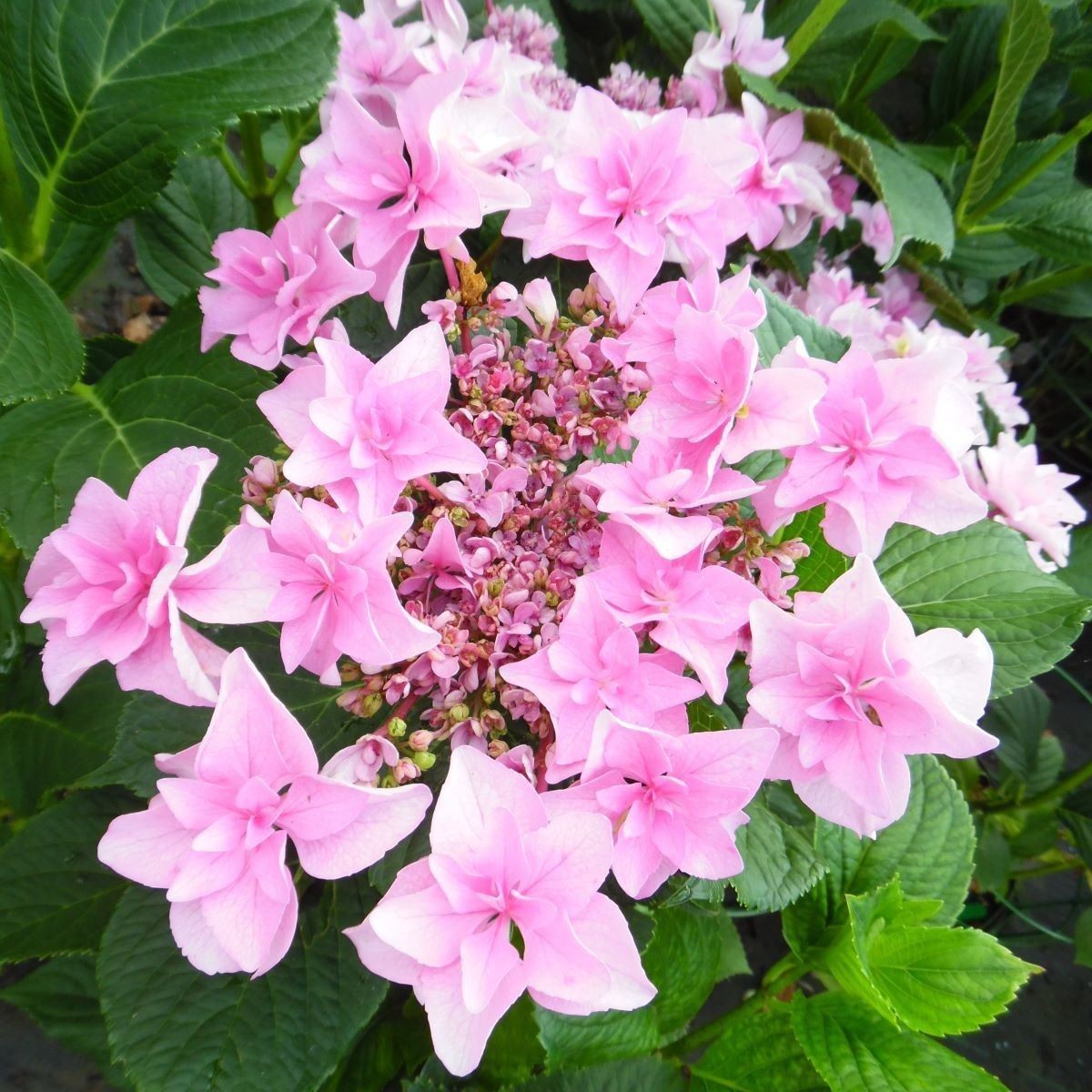 Hydrangea macrophylla Doppio Rosa - Hydrangea - Plant in a 10.5 cm Pot