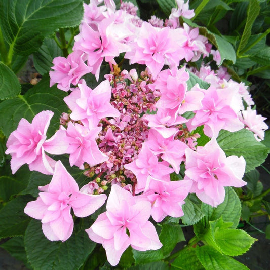 Hydrangea macrophylla Doppio Rosa - Hydrangea - Plant in a 10.5 cm Pot