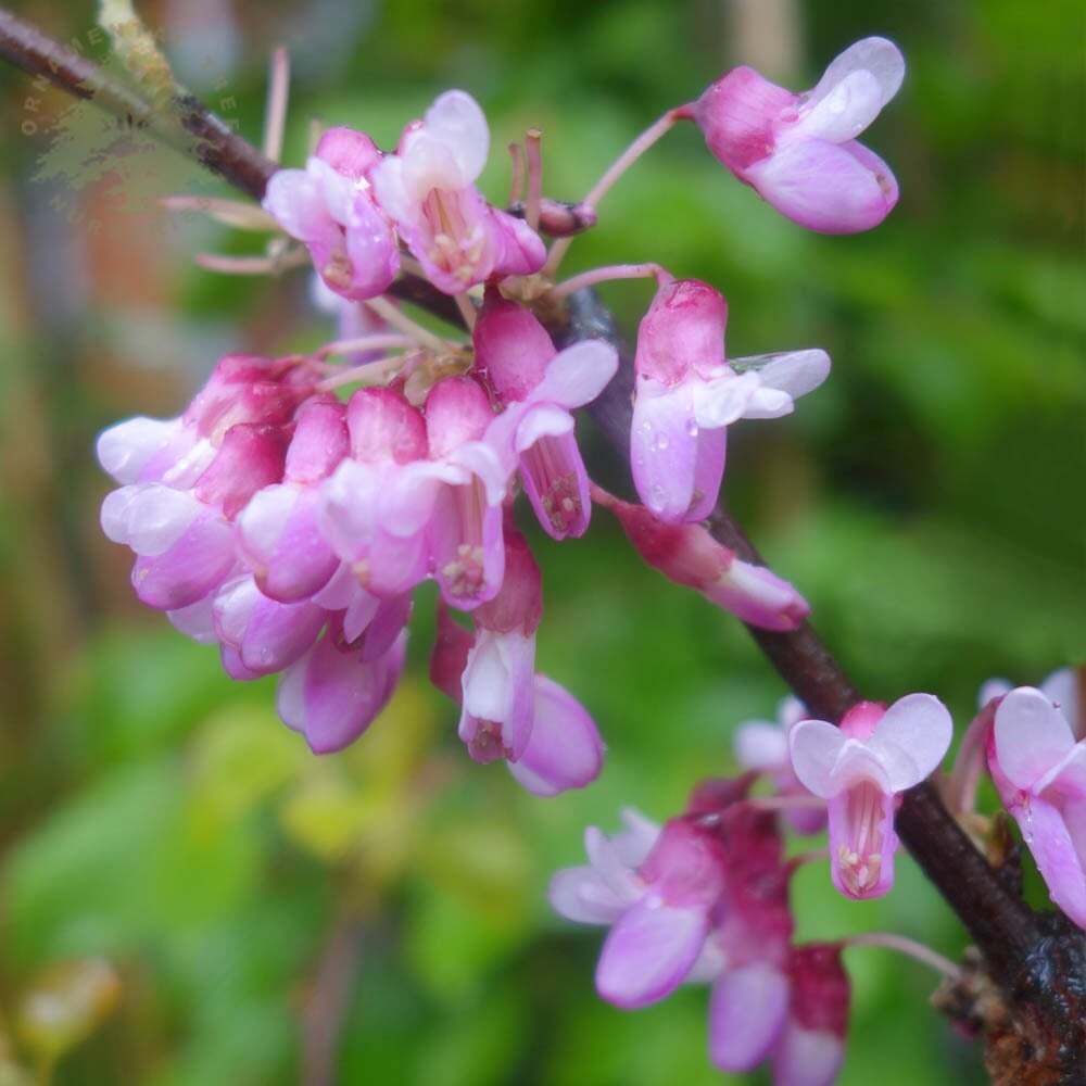 Cercis siliquastrum - Judas Tree - Plant in 9 cm Pot