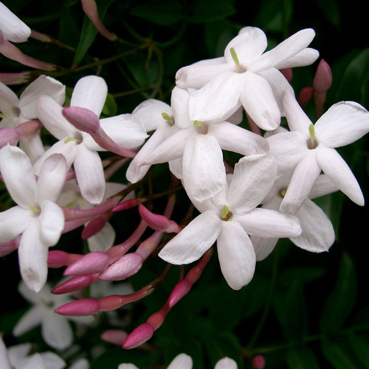 Jasminum polyanthum - Chinese Scented Jasmine, Plant in 9 cm Pot