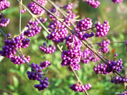 Callicarpa bodinieri giraldii Profusion - Beauty Berry - Plant in 2 L Pot