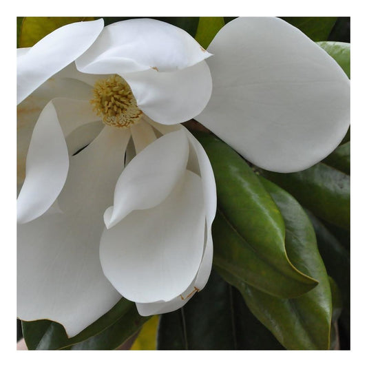 Magnolia grandiflora Galissonnière - Evergreen Magnolia, Plant in 9 cm Pot
