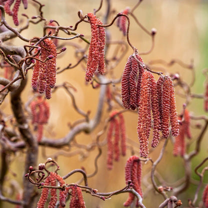 Corylus avellana Red Majestic - Purple Hazel, Grafted - Plant in 9 cm Pot