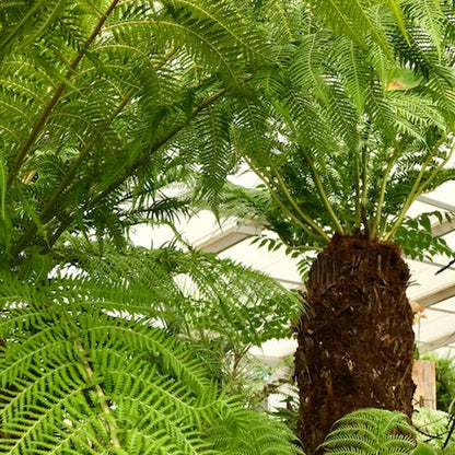 Dicksonia antarctica - Tree Fern - Plant in 9 cm Pot