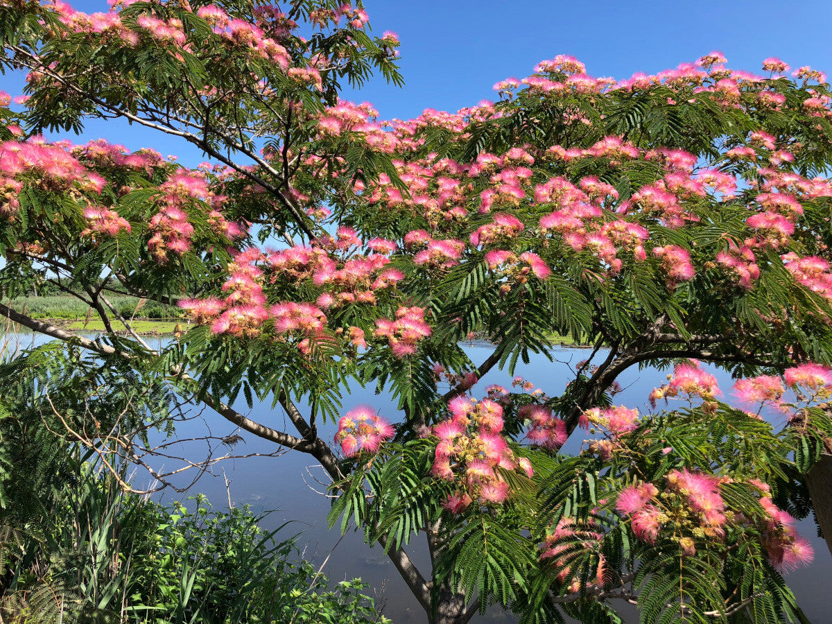 Albizia julibrissin Rosea - Silk Tree - Plant in 2 L Pot