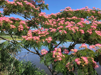 Albizia julibrissin Rosea - Silk Tree - Plant in 2 L Pot
