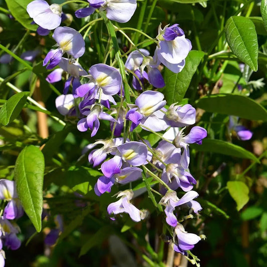 Wisteria floribunda Issai - Grafted Plant in 9 cm Pot