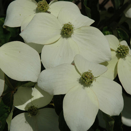 Cornus kousa National - Chinese Dogwood Grafted - Plant in 1 L Pot