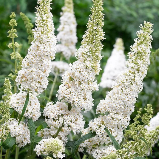 Buddleja davidii White Profusion-Butterfly Bush in 9 cm Pot