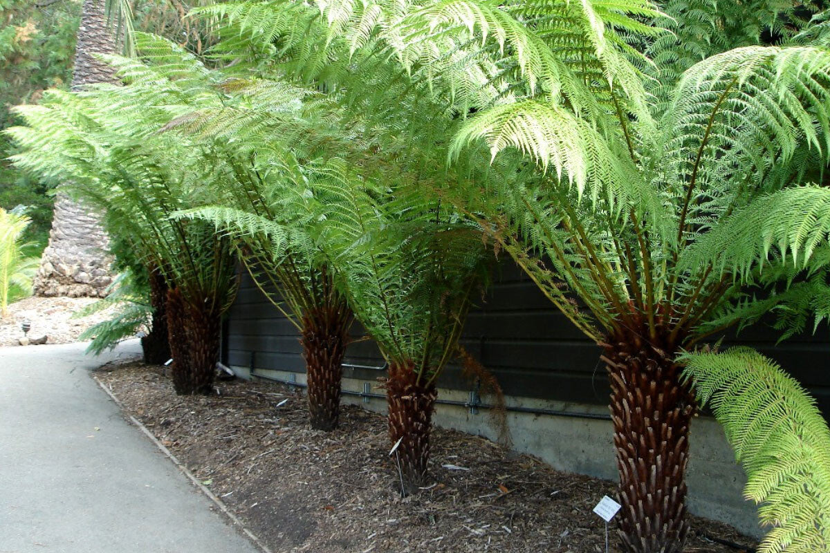 Dicksonia antarctica - Tree Fern - Plant in 9 cm Pot