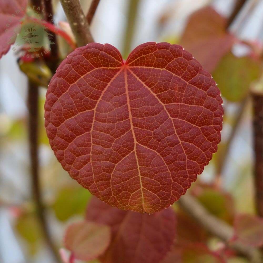 Cercidiphyllum japonicum - Katsura Tree - Plant in 2 L Pot