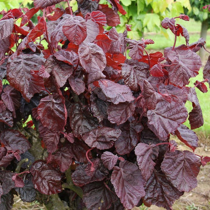 Corylus avellana Red Majestic - Purple Hazel, Grafted - Plant in 9 cm Pot
