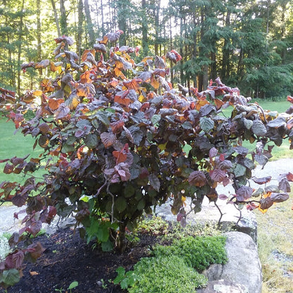 Corylus avellana Red Majestic - Purple Hazel, Grafted - Plant in 9 cm Pot