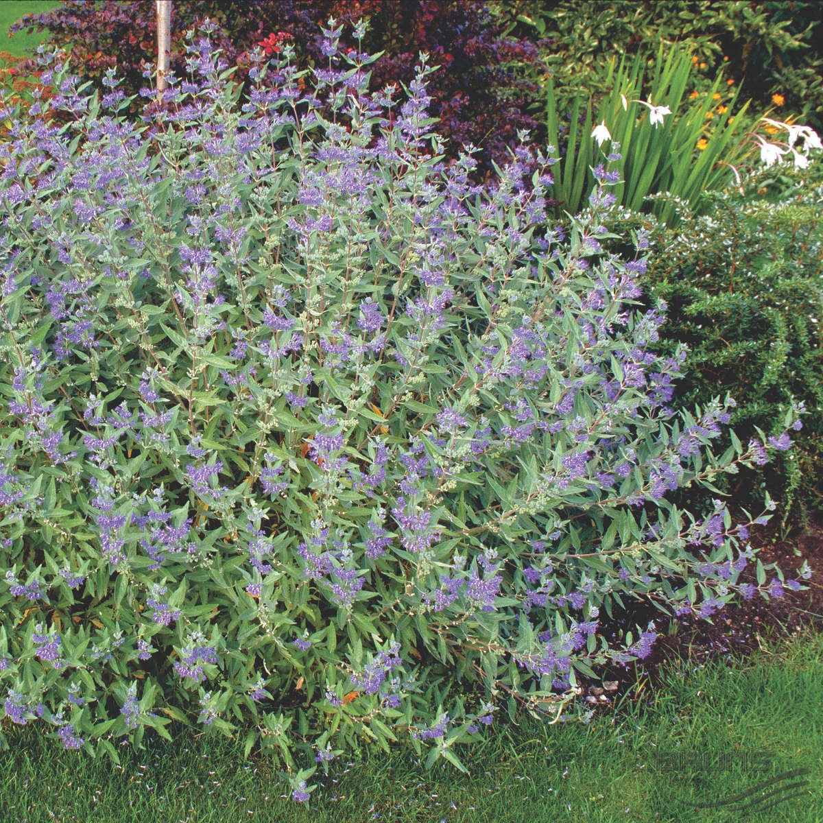 Caryopteris x clandonensis Kew Blue - Bluebeard - Plant in 2 L Pot