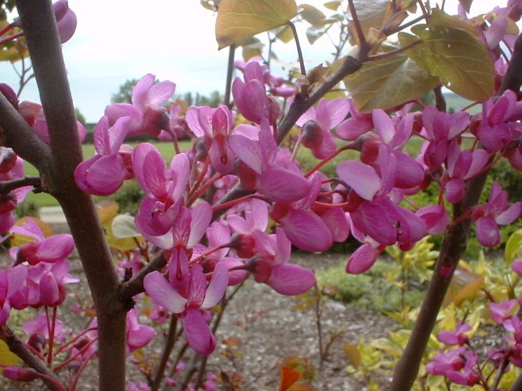 Cercis siliquastrum - Judas Tree - Plant in 9 cm Pot