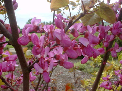 Cercis siliquastrum - Judas Tree - Plant in 9 cm Pot