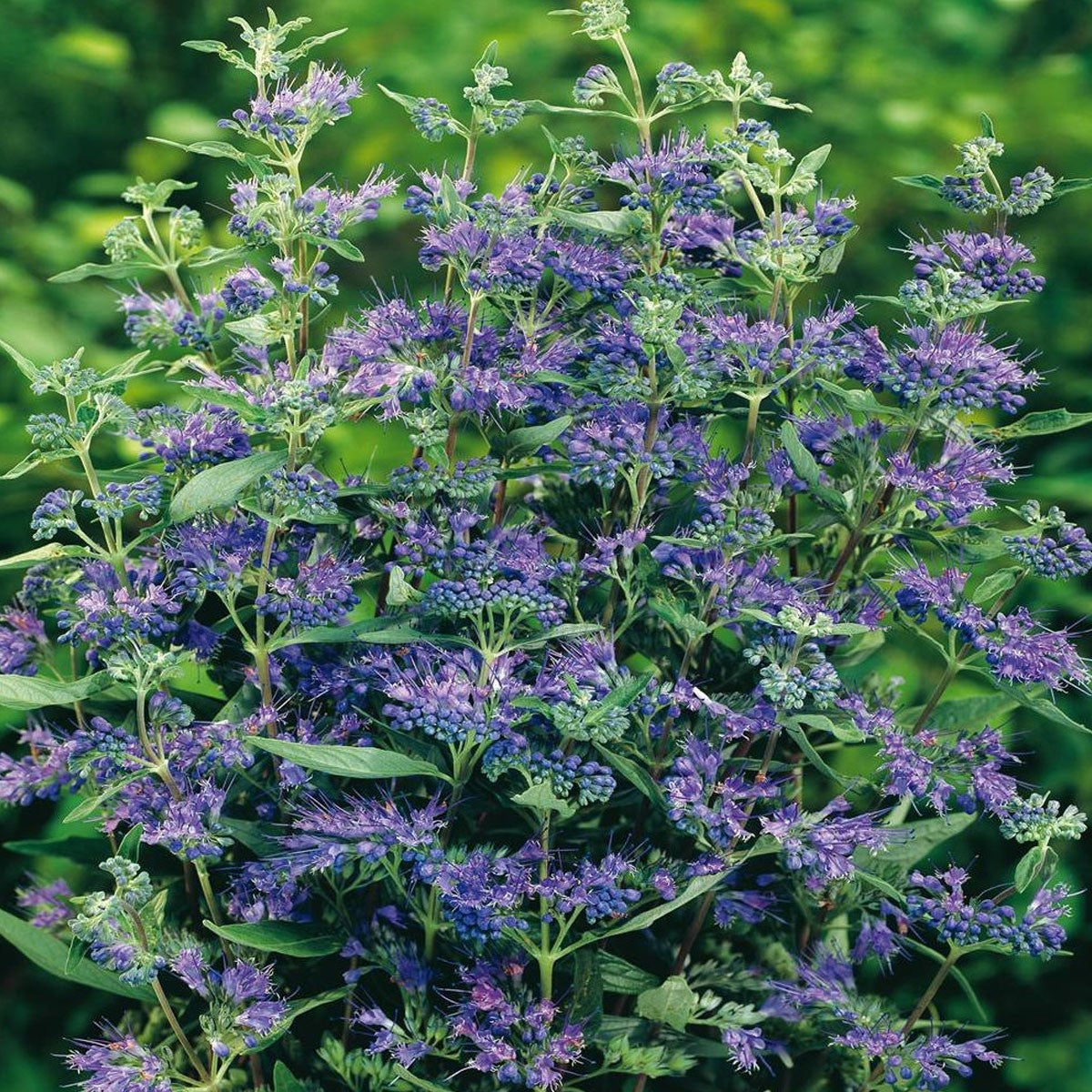Caryopteris x cland. Heavenly Blue - Bluebeard - Plant in 2 L Pot