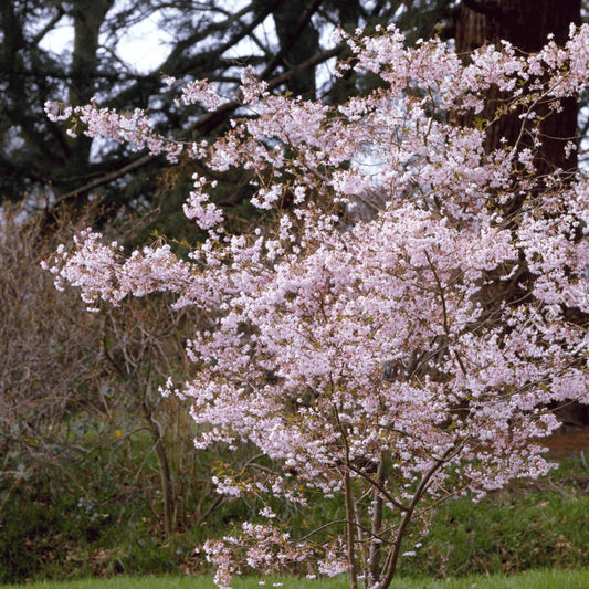 Prunus x subhirtella. Autumnalis Rosea - Winter Cherry - Plant in 2 L Pot