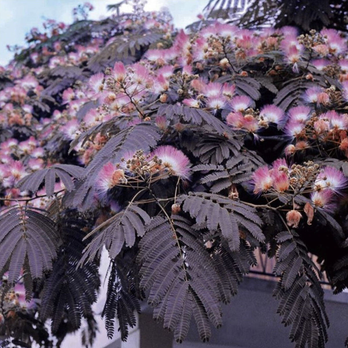 Albizia julibrissin var. Summer Chocolate - Purple Silk Tree - Plant in 9cm Pot