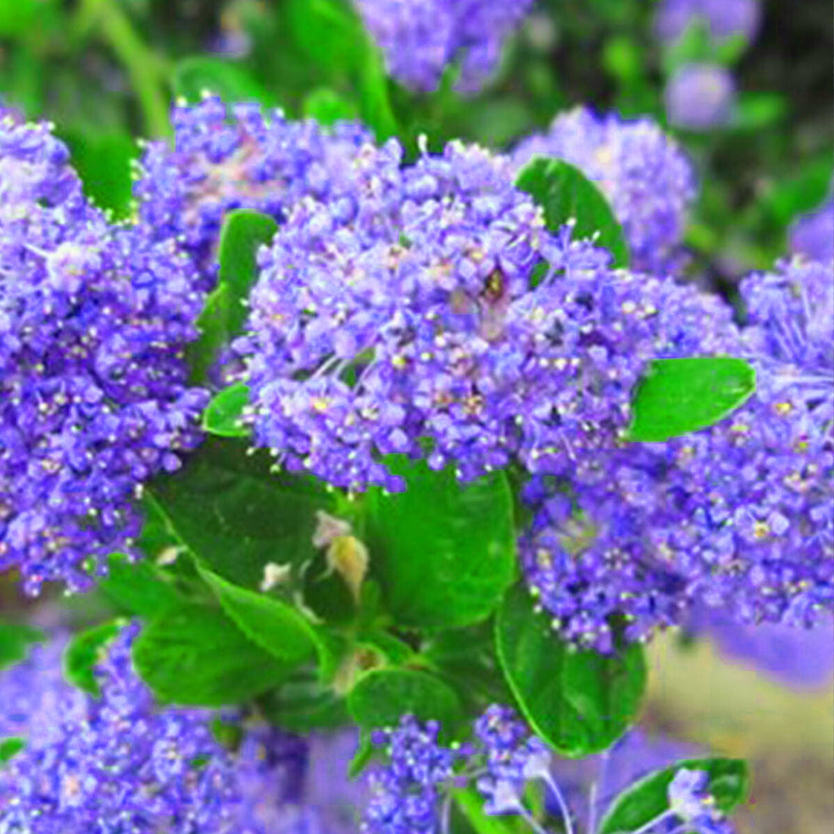 Ceanothus impressus Victoria - California Lilac - Plant in 9 cm Pot