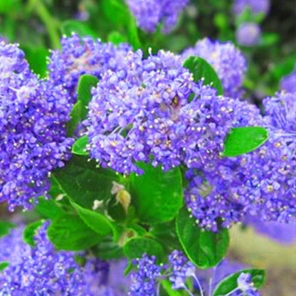 Ceanothus impressus Victoria - California Lilac - Plant in 9 cm Pot