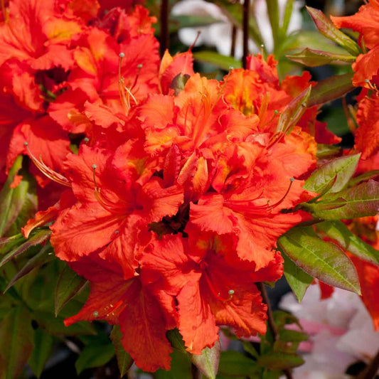 Azalea knaphill Satan - Deciduous Azalea, Plant in 9cm Pot
