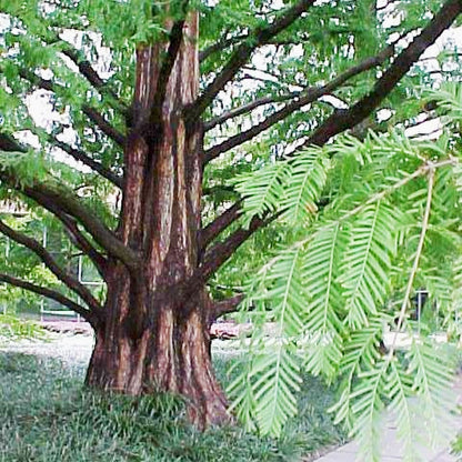 5 x Metasequoia glyptostroboides - Dawn Redwood - 5 Plants in 9 cm Pot