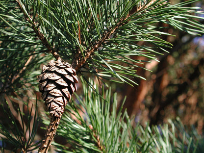 Pinus sylvestris - Scotts Pine - Plant in 2 L Pot