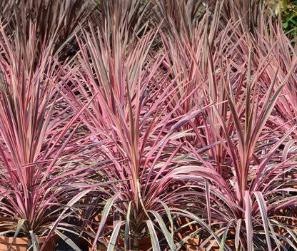 3 x Cordyline aust. Southern Splendour - Pink Cabbage Palm - Plant in 2 L Pot