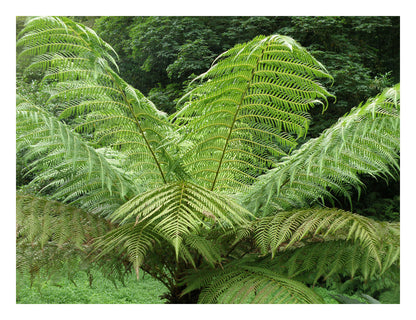 Dicksonia antarctica - Tree Fern - Plant in 9 cm Pot