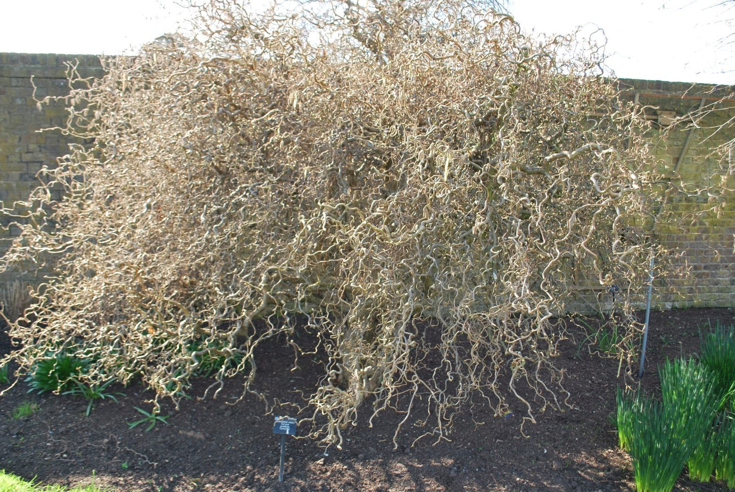 Corylus avellana Contorta - Corkscrew Hazel - Grafted Plant in 2 L Pot
