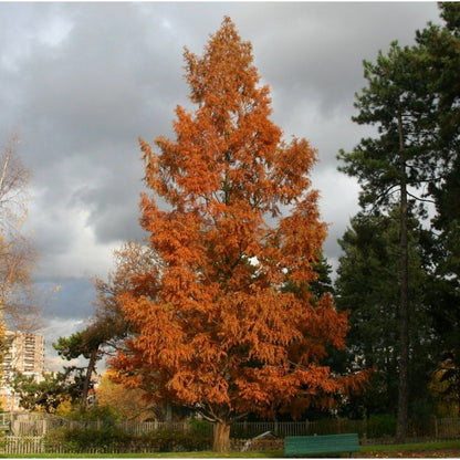 Metasequoia glyptostroboides - Dawn Redwood - Plant in 9 cm Pot