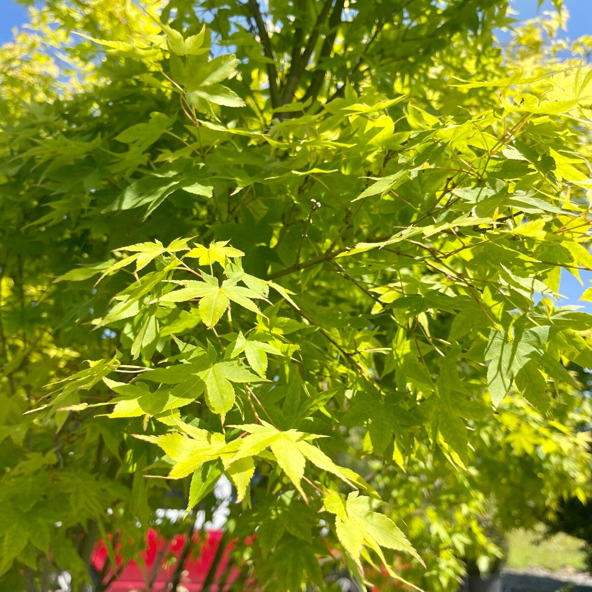 Acer palmatum Aureum - Golden Japanese Maple - Grafted Plant in 2 L Pot